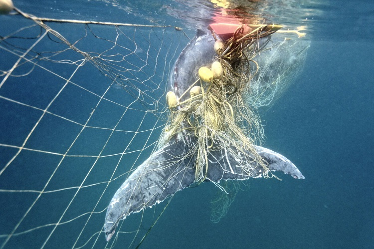 Shark nets and drumlines  Department of Agriculture and Fisheries