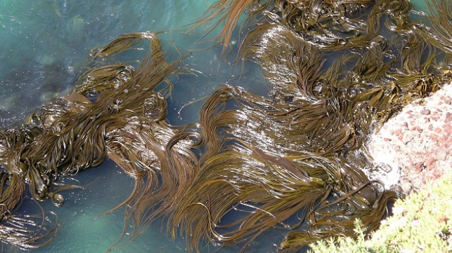 Kelp