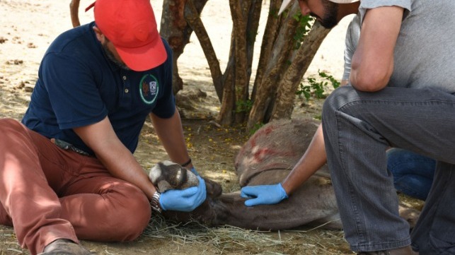 Veterinarians from The Donkey Sanctuary attend a dying donkey in Brazil