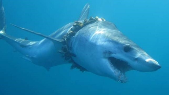 Mako shark entangled in plastic