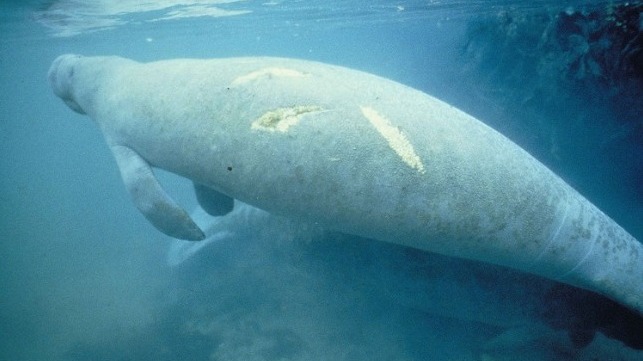 manatee with scars
