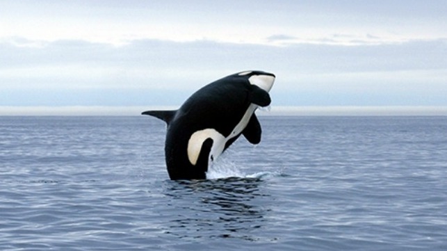 Orca