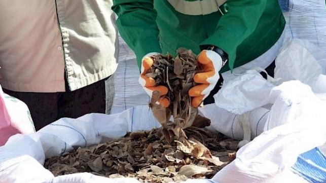 Malaysia Incinerates Three Tons Of Seized Pangolin Scales