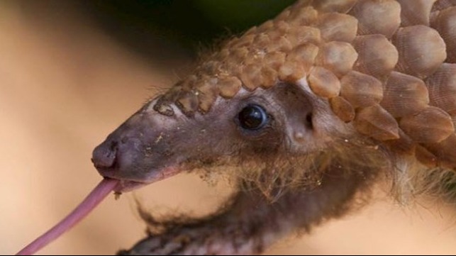 Pangolin