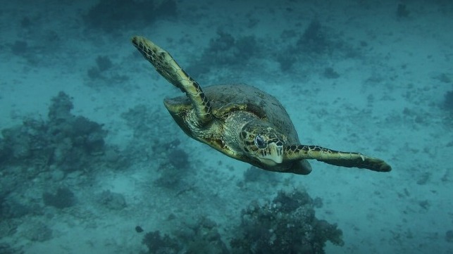 Red Sea Development Company turtle