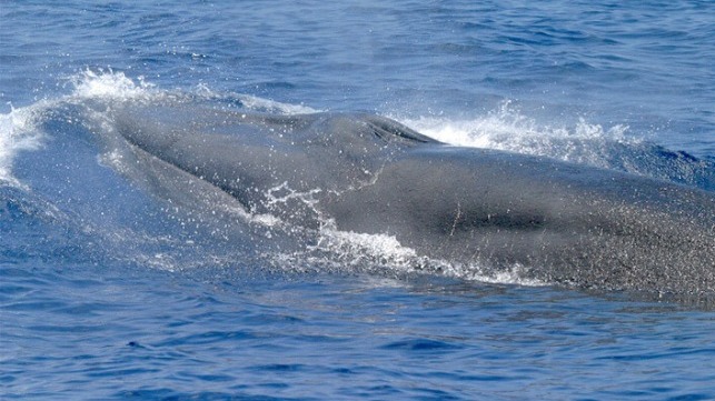 Rice's whale