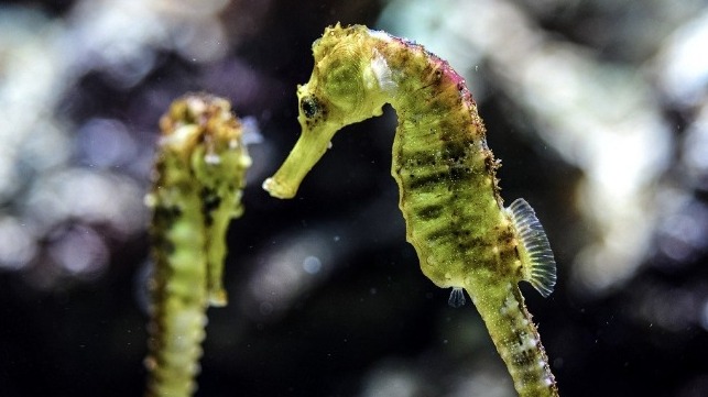 Impunity and Incompetence Fuel Seahorse Smuggling From Mexico to China