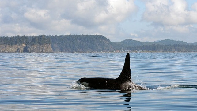 Southern resident killer whale in Puget Sound