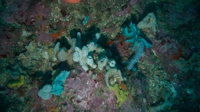 Rocky reef habitat