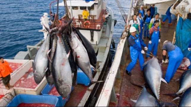 Bluefin Tuna Overfishing