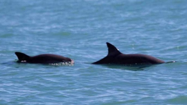 vaquita