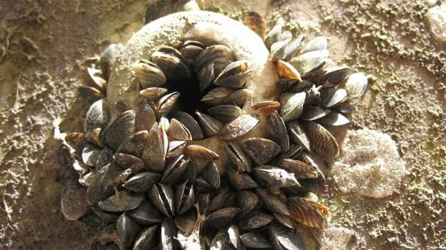 Zebra mussels on a pipe