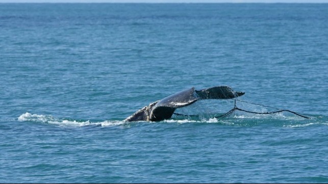 whale entangled in fishing net