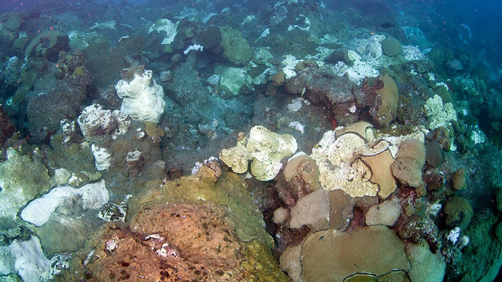 Op-Ed: Marine Heatwaves are Cooking Ocean Ecosystems, And Will Get Stronger
