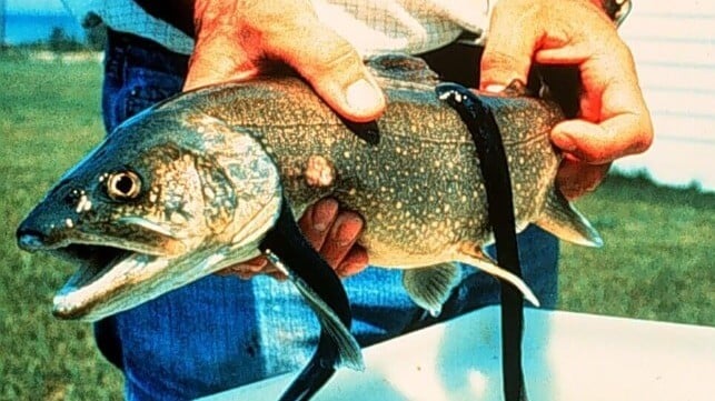 Sea lampreys on a host fish (NOAA Great Lakes Fish Observatory)