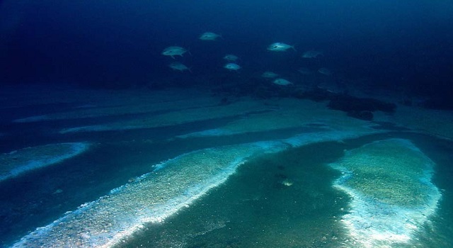 Scientists reveal how trawling the bottom of the ocean could release  millions of tonnes of CO2