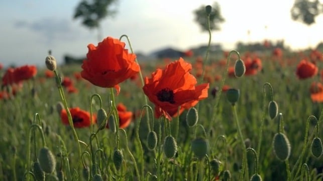Memorial Day Poppies - History of the Memorial Day Poppy Flower Symbol