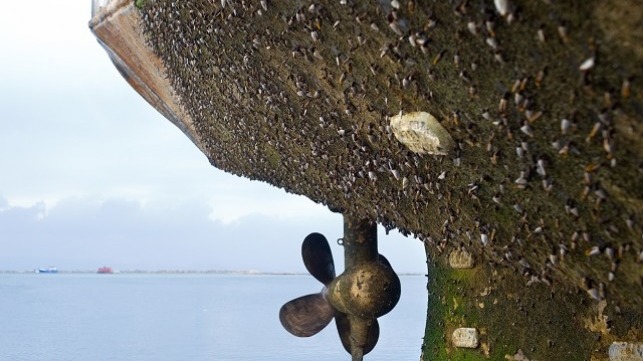 hull biofouling