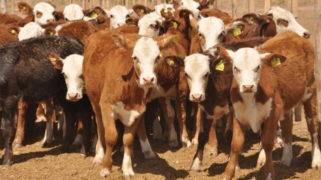 cattle for live export