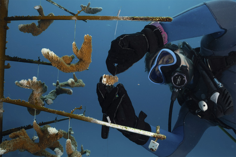 MSC Foundation Backs Landmark Global Coral Reef Ecosystems Assessment