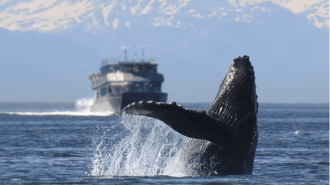 Ocean Technologies Group & World Cetacean Alliance