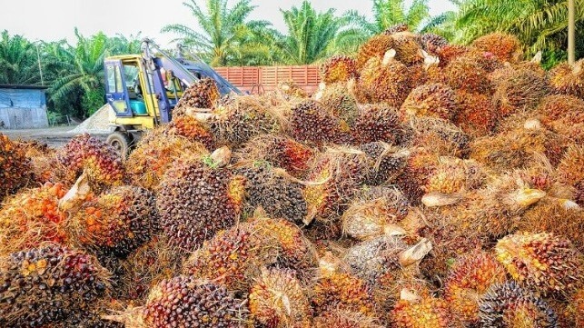 oil palm