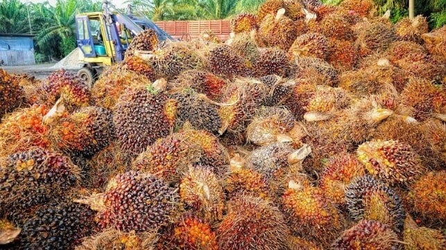 palm oil harvesting