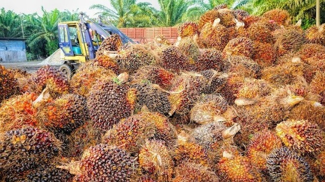oil palm