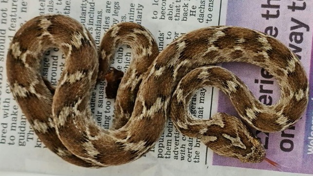 deadly snake found as shipping container is unpacked in the U.K.