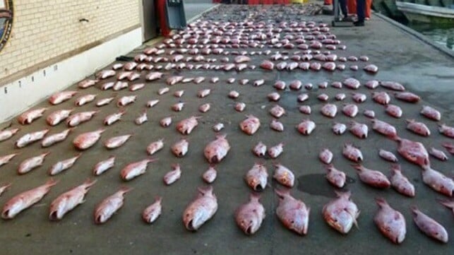 Illegally-caught red snapper seized from a Mexican lancha in U.S. waters (U.S. Coast Guard file image)