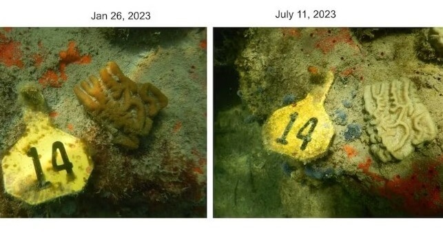 A transplanted coral in the Port of Miami that was healthy in early 2023 (left) had bleached in the warm water by July 11, 2023 (right). NOAA/University of Miami`