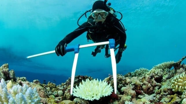 Coral bleaching has become more common in warming seas (file image via iStock / Rainer von Brandis)