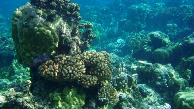 Coral bommie, 2012 (Hollie Putnam / NSF)