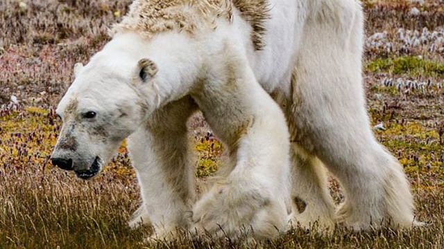 Polar Bear Without Fur