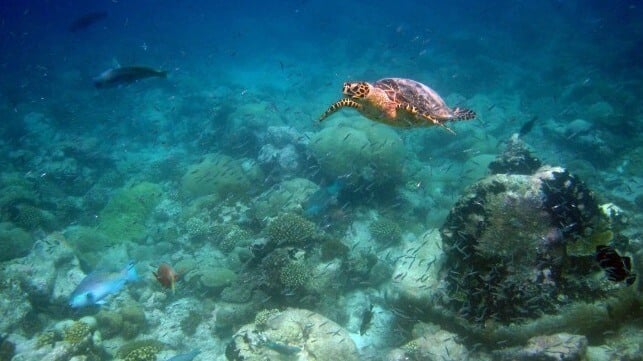 Hawksbill turtle at a reef in the Chagos MPA (UK Foreign and Commonwealth Office)