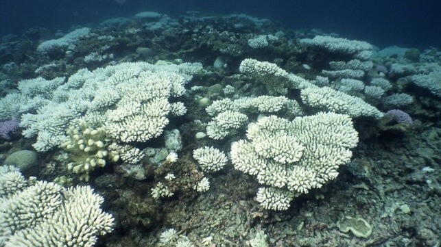 chagos coral bleaching