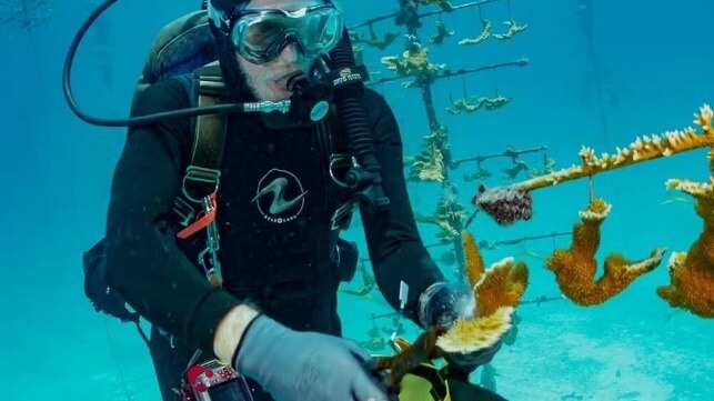 Marine scientist Ken Nedimyer collects still-healthy elkhorn coral fragments for moving. The tree structure keeps the corals free of harmful algae while they grow. Reef Renewal USA