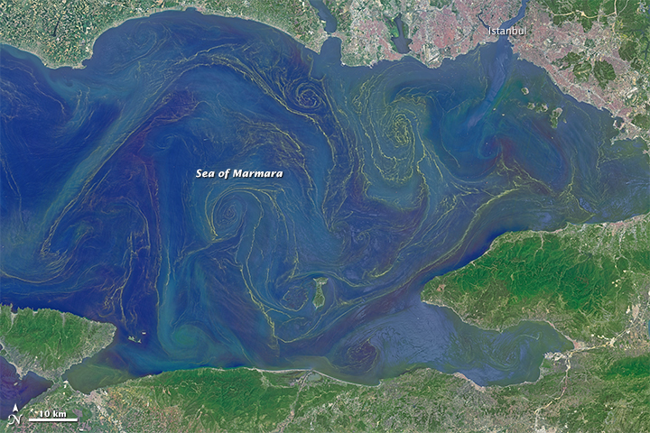 Giant Algae Bloom Clogs Nets and Kills Coral in Sea of Marmara