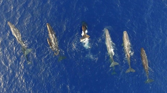 Sperm whales in the Mediterranean (Hellenic Coast Guard file image)