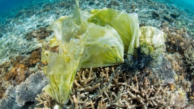 unhealthy coral reef courtesy of University of California