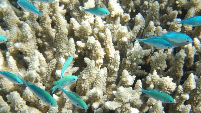 Great Barrier Reef