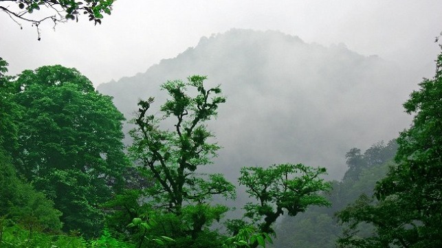 Iran's northern Caspian Hyrcanian mixed forests are maintained by moisture captured from the Caspian Sea by the Alborz Mountain Range.