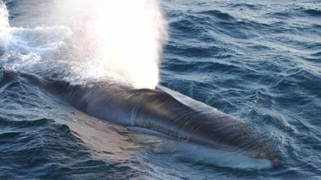 Fin whale