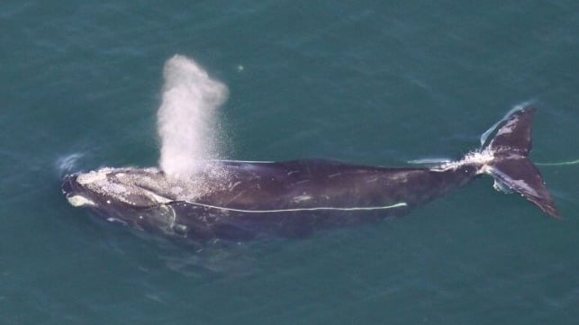 A North Atlantic right whale trails a length of line from fishing gear (NOAA file image)