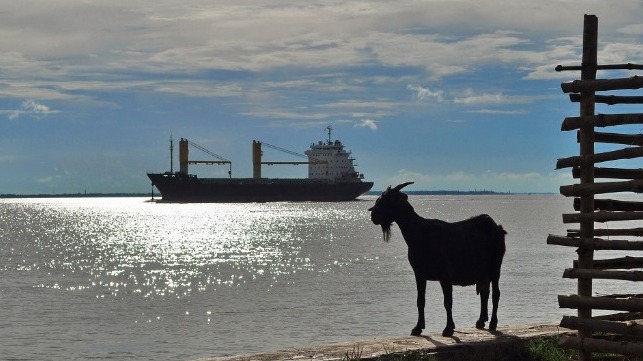 feeder container ship