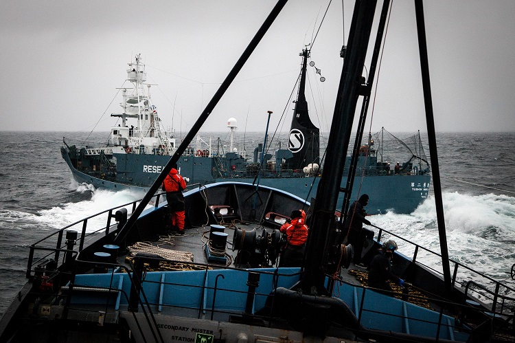 Sea Shepherd To Retire Flagship M Y Steve Irwin