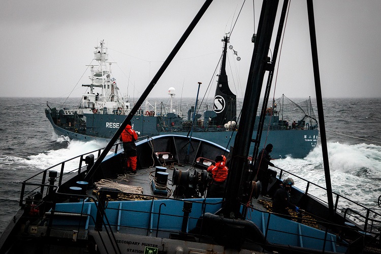 Sea Shepherd's MY Steve Irwin finds temporary retirement home on Newcastle  Harbour - ABC News