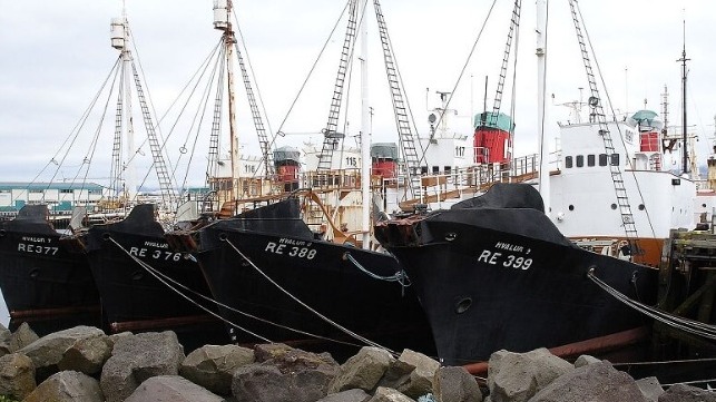 reykjavik whaling fleet