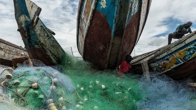 Part I: Fish Farming is Feeding the World, But at What Cost?