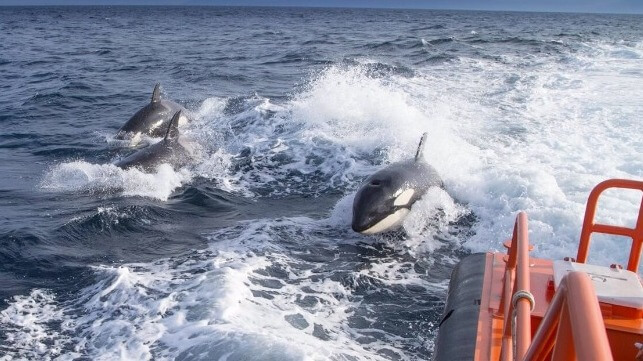 sailboat orca attack